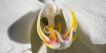 Pemeriksaan Keperawanan Seharusnya Hanya Dalam Bentuk Visum