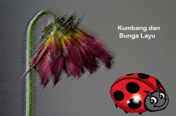 Download Foto Bunga Dan Kumbang Download Foto Bunga Dan Kumbang