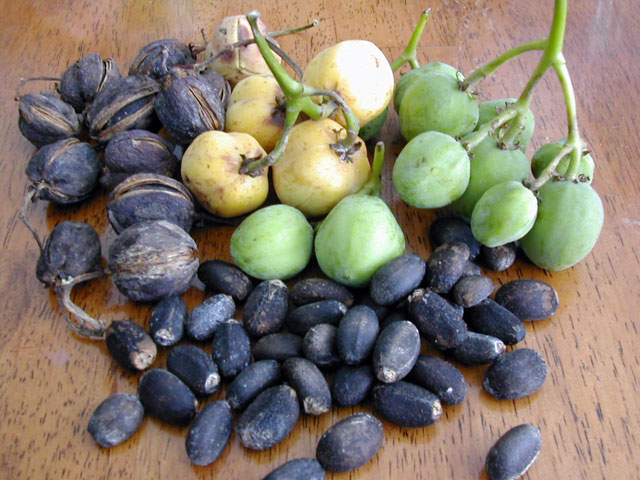 biji hitam si penghemat energi oleh risky zhuanda kompasiana biji hitam si penghemat energi oleh risky zhuanda kompasiana