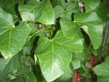500 Gambar Daun Indrak HD Infobaru 500 Gambar Daun Indrak HD Infobaru