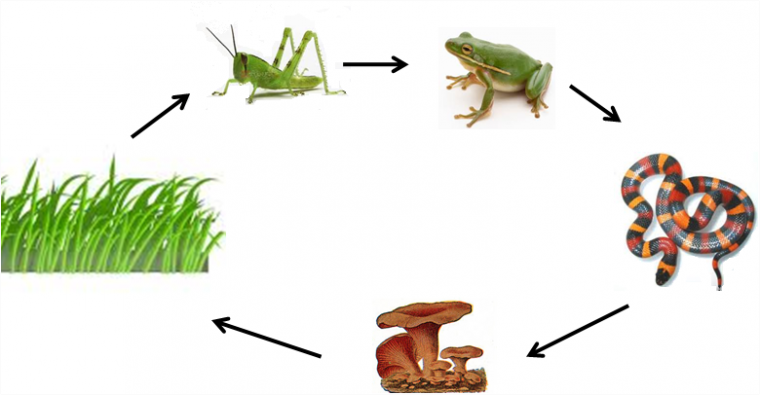 Rantai Makanan Hutan Kompasiana Com
