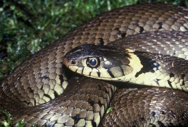 Ular di Dalam Rumah Dibunuh atau Tidak Kompasiana com Ular di Dalam Rumah Dibunuh atau Tidak Kompasiana com