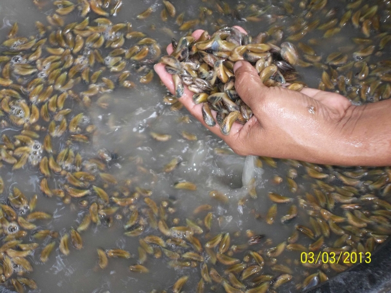 Menangkap Kupang Laut Di Selat Madura Dengan Tinja Menangkap Kupang Laut Di Selat Madura Dengan Tinja