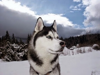 Cara Mudah Merawat Siberian Husky Kompasiana Com Cara Mudah Merawat Siberian Husky Kompasiana Com