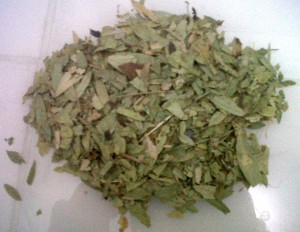 Teh Daun  Jati  Cina  Bagus untuk Kesehatan Kompasiana com Teh Daun  Jati  Cina  Bagus untuk Kesehatan Kompasiana com