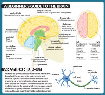 Penyebab Dan Tips Mencegah Pikun Dementia Halaman All