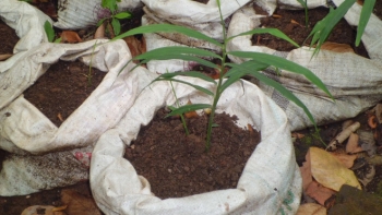 Keren Gambar Tanaman Jahe Bunga Hias Keren Gambar Tanaman Jahe Bunga Hias