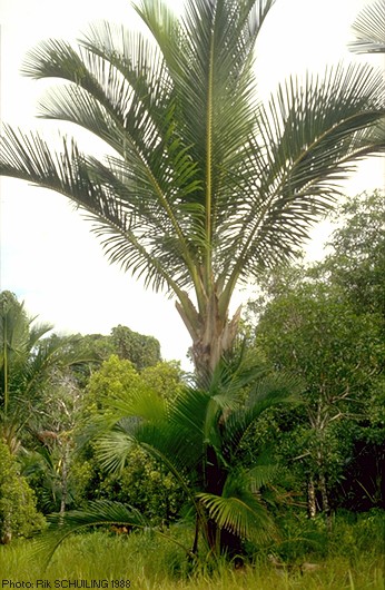 Potensi Pemanfaatan Sagu Halaman 1 Kompasiana com Potensi Pemanfaatan Sagu Halaman 1 Kompasiana com