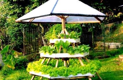 Berkebun Sayur iDii iPekarangani iRumahi Kompasiana com Berkebun Sayur iDii iPekarangani iRumahi Kompasiana com