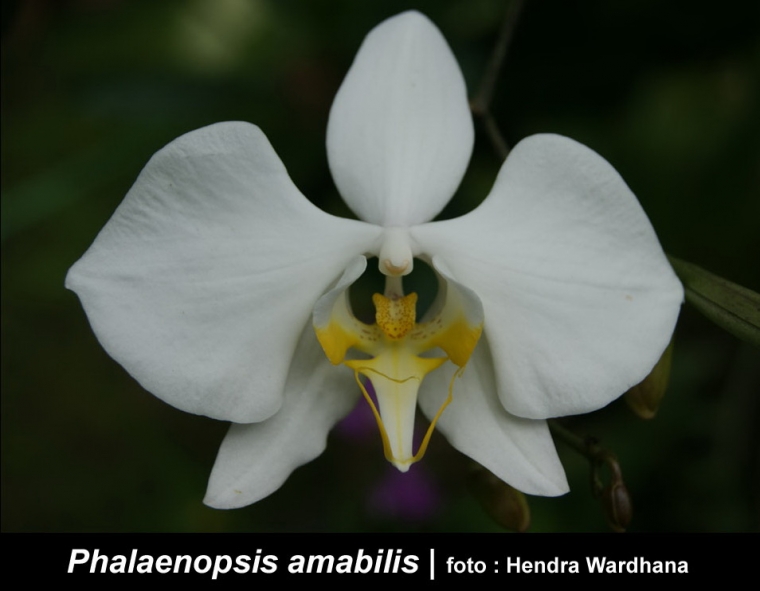 Kenali Lebih Dekat Phalaenopsis amabilis Bunga Nasional 