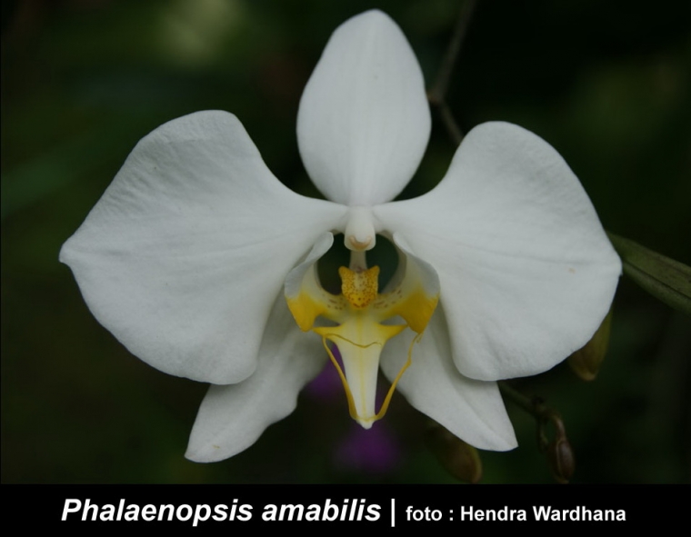 Kenali Lebih Dekat Phalaenopsis amabilis Bunga Nasional Kenali Lebih Dekat Phalaenopsis amabilis Bunga Nasional