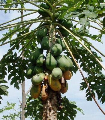 400 Gambar Buah Buahan Busuk Gratis 400 Gambar Buah Buahan Busuk Gratis