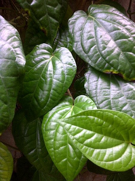 Manfaat Daun Sirih yang Membuat Nikmat Swami oleh andika   Manfaat Daun Sirih yang Membuat Nikmat Swami oleh andika