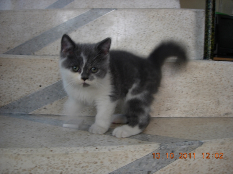 Kucing Persia Dari Facebook Menuju Seluruh Tanah Air Kompasiana Com