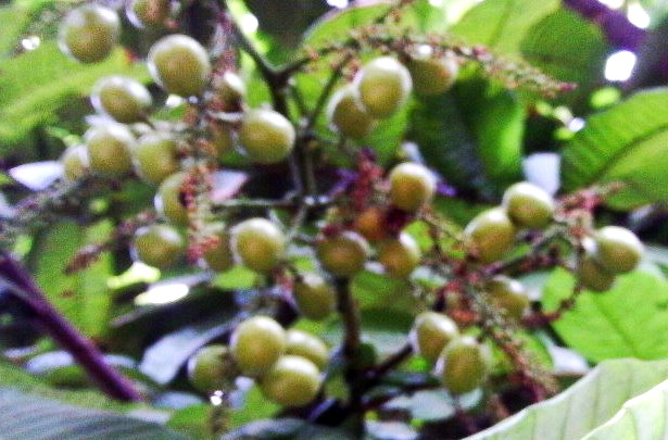 Buah Khas Papua Panen Buah Matoa di Kebun Sendiri Kompasiana com Buah Khas Papua Panen Buah Matoa di Kebun Sendiri Kompasiana com