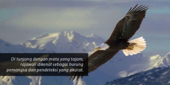 Filosofi Rajawali Ketajaman Visual Dan Kepekaan Hati Untuk Filosofi Rajawali Ketajaman Visual Dan Kepekaan Hati Untuk