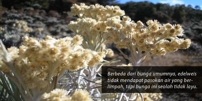 Tanrif Kata Kata Mutiara Tentang Bunga Edelweis Tanrif Kata Kata Mutiara Tentang Bunga Edelweis