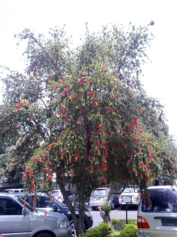 Foto Spesies Pohon Minyak Kayu Putih Bunga Merah Foto Spesies Pohon Minyak Kayu Putih Bunga Merah