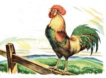 Unduh 630 Gambar Animasi Ayam Berkokok  Gratis Gambar Animasi  Unduh 630 Gambar Animasi Ayam Berkokok  Gratis Gambar Animasi