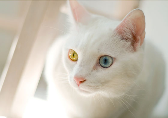 Kucing Odd Eye Warna Matanya Aneh Kenapa Ya Fanicat Kucing Odd Eye Warna Matanya Aneh Kenapa Ya Fanicat
