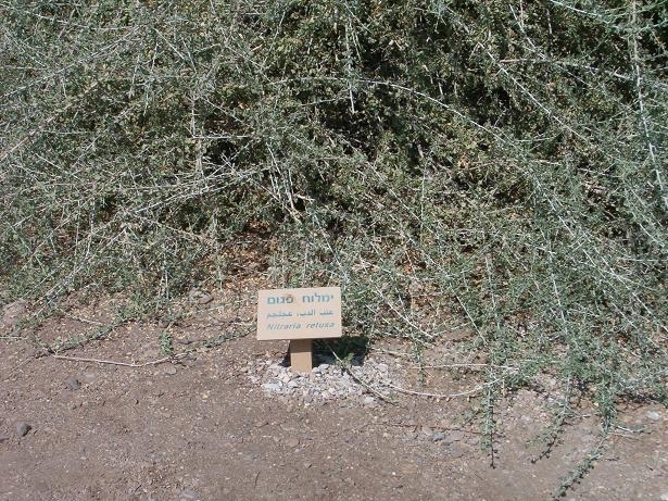 Pohon di Israel Dikenal dengan Pohon Yahudi