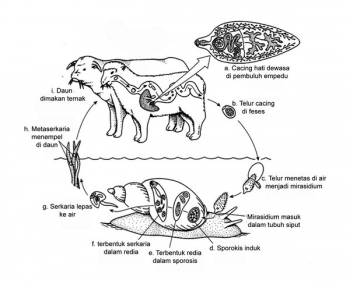 100 Gambar Telur Cacing Fasciola Hepatica Paling Keren 100 Gambar Telur Cacing Fasciola Hepatica Paling Keren