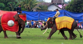 Alasan Kenapa Sepak Bola Gajah Pss Sleman Dan Psis Semarang Alasan Kenapa Sepak Bola Gajah Pss Sleman Dan Psis Semarang