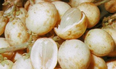 Rambe : antara Buah dan Marga (Paling Indonesia) oleh ...