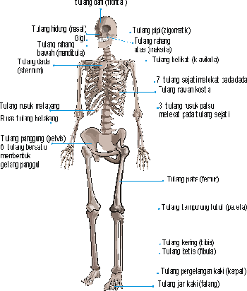Hubungan Antara Tulang Paha Dengan Tulang Gelang Panggul Hubungan Antara Tulang Paha Dengan Tulang Gelang Panggul