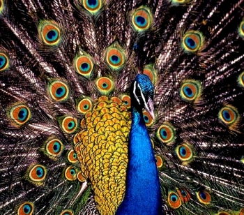 400 Gambar Burung Merak Dari Stik Gratis Terbaik Gambar 400 Gambar Burung Merak Dari Stik Gratis Terbaik Gambar