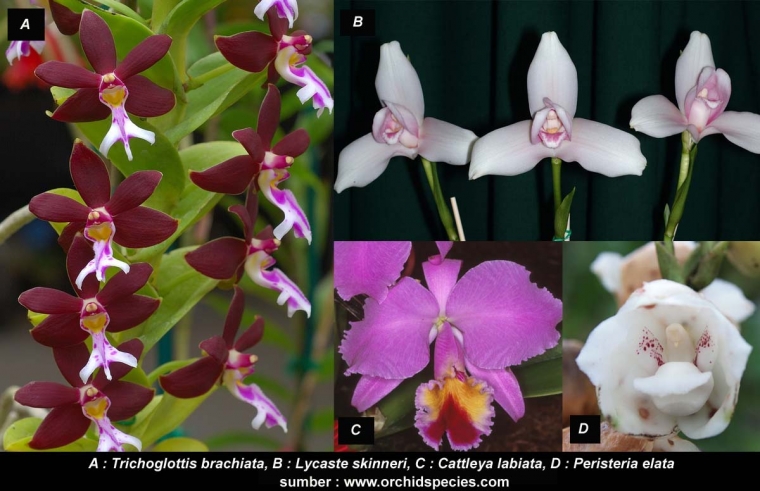 Negara  negara  yang Menjadikan Anggrek Sebagai  Bunga    Negara  negara  yang Menjadikan Anggrek Sebagai  Bunga