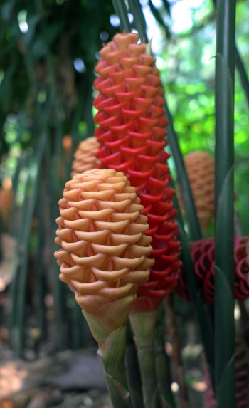 Paling Keren 19 Gambar  Gambar  Bunga Merah  Gambar  Bunga  Paling Keren 19 Gambar  Gambar  Bunga Merah  Gambar  Bunga