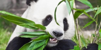 Diplomasi Panda Sejuta Dollar Kompasiana Com Diplomasi Panda Sejuta Dollar Kompasiana Com