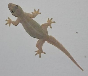 Kenapa Kok Takut Cuma Cicak Ini Kompasiana Com Kenapa Kok Takut Cuma Cicak Ini Kompasiana Com