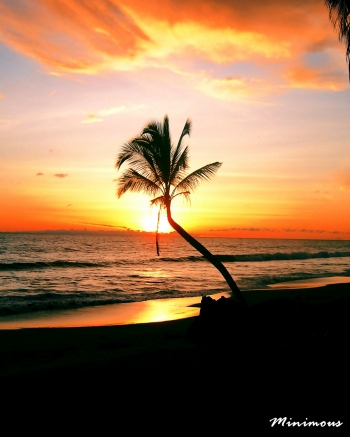 Siluet Pohon Kelapa Kala Senja Kompasiana Com Siluet Pohon Kelapa Kala Senja Kompasiana Com