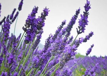 Download 300+ Wallpaper Bunga Lavender HD Paling Baru Download 300+ Wallpaper Bunga Lavender HD Paling Baru