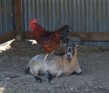 Hasil gambar untuk ayam kambing