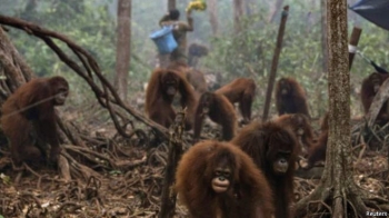Jumlah Orang Utan Yang Mati Karena Kebakaran Hutan Kompasiana Com Jumlah Orang Utan Yang Mati Karena Kebakaran Hutan Kompasiana Com