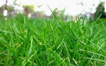 Jenis Rumput Pekarangan Rumah Kompasianacom