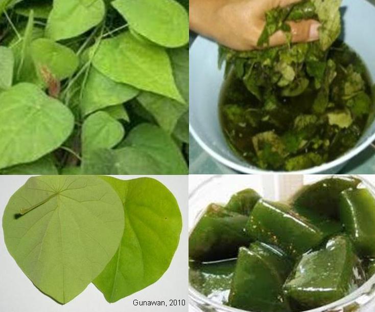 Cincau Hijau Cyclea barbata L M Bahan Minuman Cincau Hijau Cyclea barbata L M Bahan Minuman