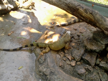 Saya Dan Kebun Binatang Surabaya Kompasiana Com Saya Dan Kebun Binatang Surabaya Kompasiana Com