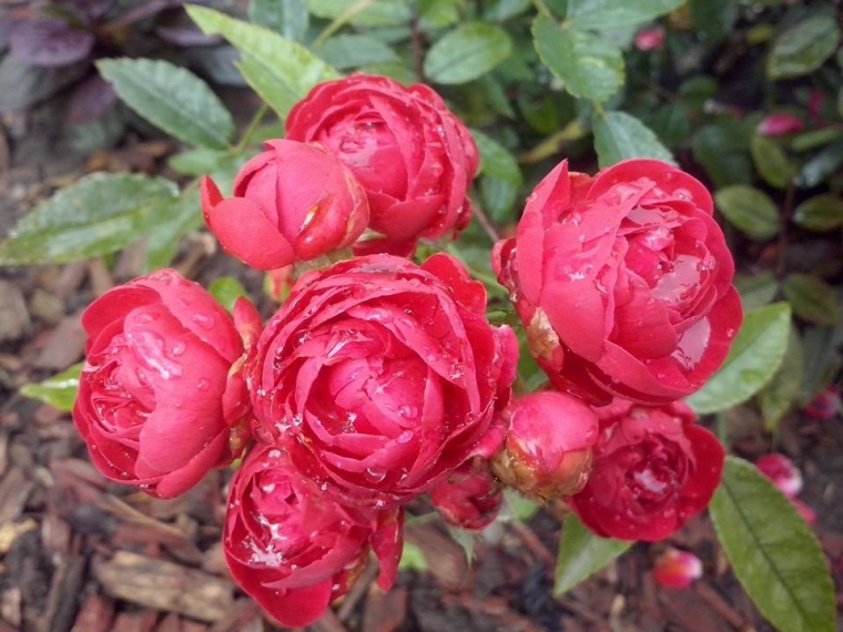 Cara Membuat Minyak Pijat Sendiri Kompasiana Com