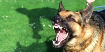 Tips Menghindari Gigitan Anjing Ala Tetua Toraja Kompasiana Com Tips Menghindari Gigitan Anjing Ala Tetua Toraja Kompasiana Com