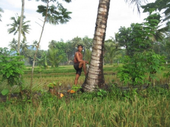 Terkeren 18 Gambar Bunga Kelapa Dan Bagiannya Gambar Terkeren 18 Gambar Bunga Kelapa Dan Bagiannya Gambar