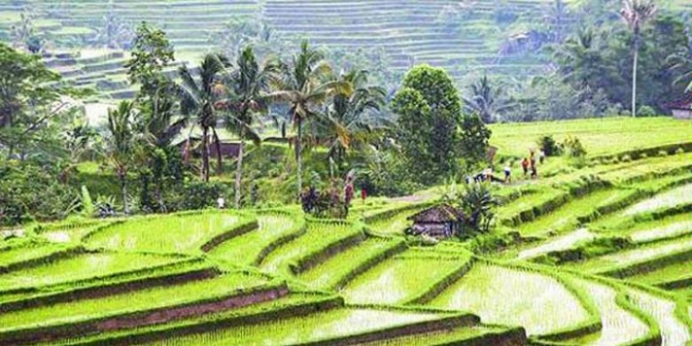 Inspirasi dari Bali Organic Strategi Pangan Sekaligus Inspirasi dari Bali Organic Strategi Pangan Sekaligus