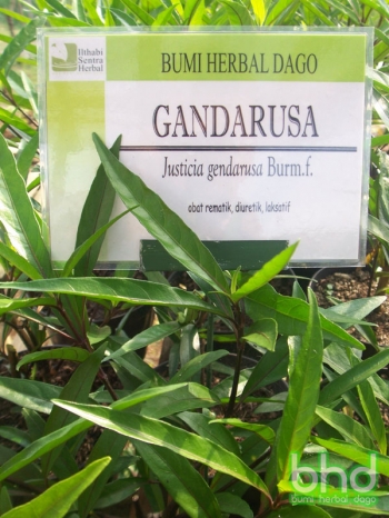 contoh obat fitofarmaka terbaru