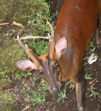 101+ Gambar Babi Hutan Jawa Paling Hist 101+ Gambar Babi Hutan Jawa Paling Hist
