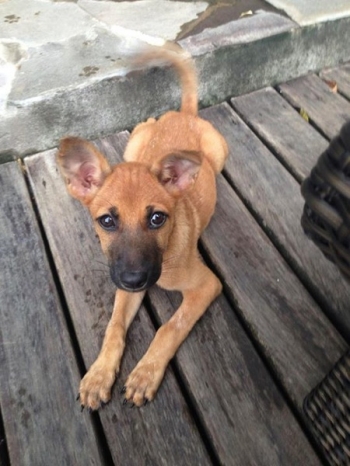 gambar Gambar Anjing Kampung Pemburu gambar Gambar Anjing Kampung Pemburu
