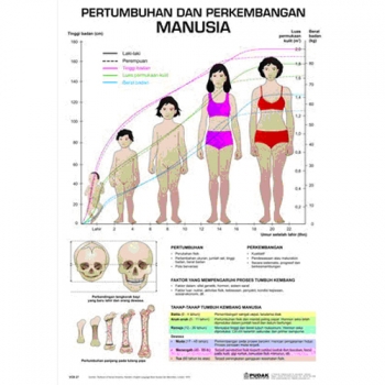 Gambar Pertumbuhan Manusia Dari Bayi Sampai Dewasa Gambar Pertumbuhan Manusia Dari Bayi Sampai Dewasa