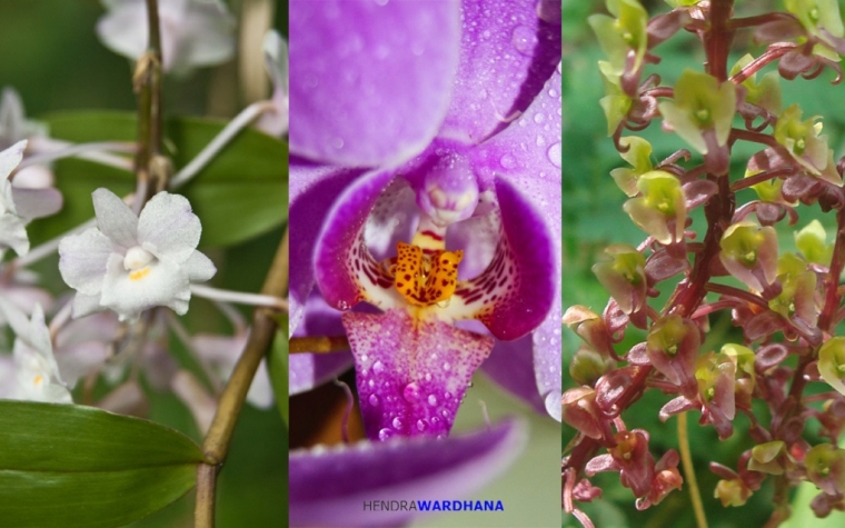 Anggrek Bunga yang Lebih dari Sekadar Cantik oleh Hendra Anggrek Bunga yang Lebih dari Sekadar Cantik oleh Hendra